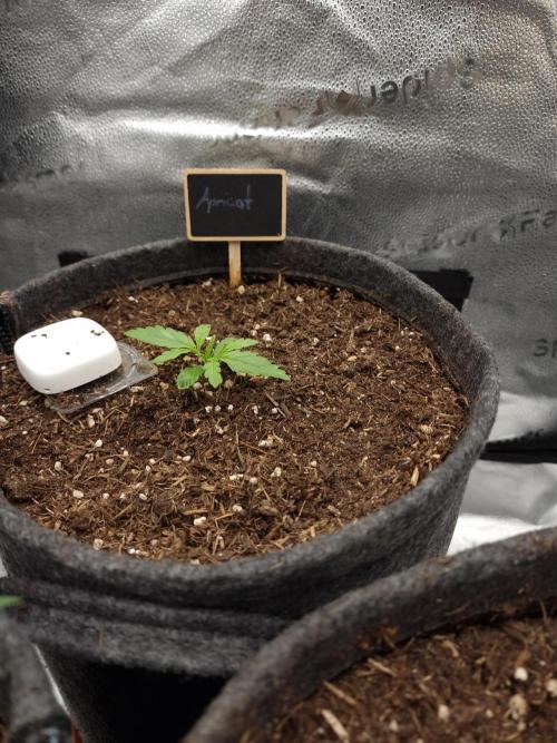 Apricot Automatic from 420 Fast Buds. Week 2