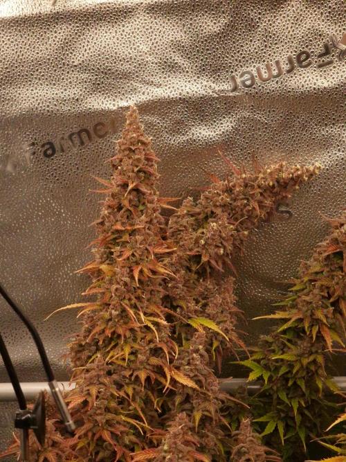 Bruce Banner Automatic from 420 FastBuds. Week 12