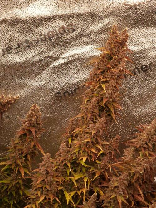 Bruce Banner Automatic from 420 FastBuds. Week 12