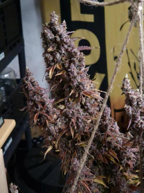 Bruce Banner Automatic from 420 FastBuds. Week 12