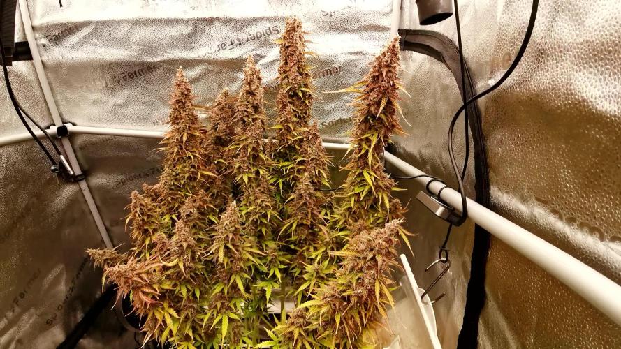 Bruce Banner Automatic from 420 FastBuds