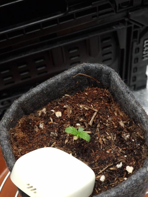 Jelly Donutz - Humboldt Seed Company. Week 1 - #1