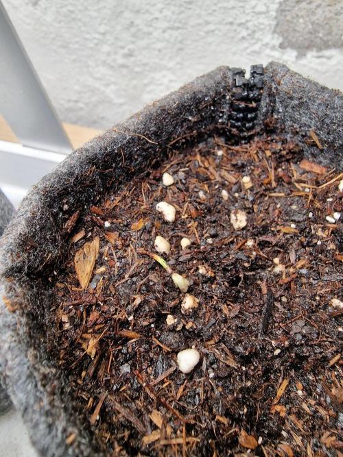 Jelly Donutz - Humboldt Seed Company. Week 1 - #2