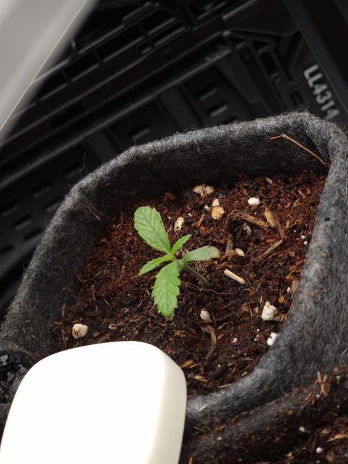 Jelly Donutz - Humboldt Seed Company. Week 1 - #1