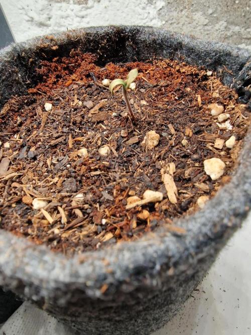 Jelly Donutz - Humboldt Seed Company. Week 1 - #2