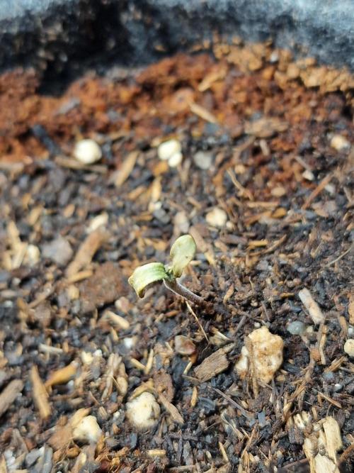 Jelly Donutz - Humboldt Seed Company. Week 1 - #2