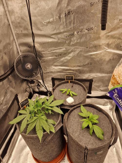 Amnesia Skittelz Fast Buds. Week 3