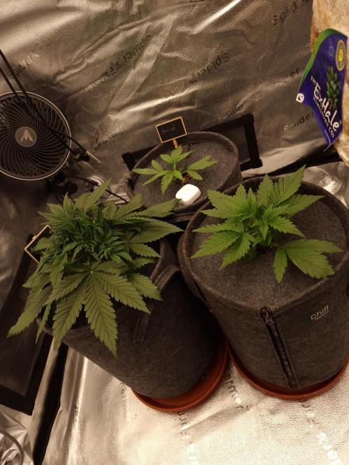 Apricot Automatic from 420 Fast Buds. Week 3