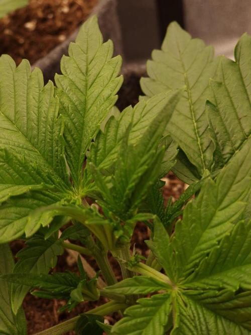 Apricot Automatic from 420 Fast Buds. Week 3