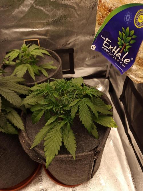 Apricot Automatic from 420 Fast Buds. Week 3