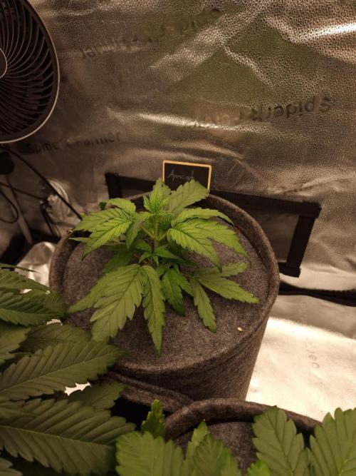 Apricot Automatic from 420 Fast Buds. Week 3