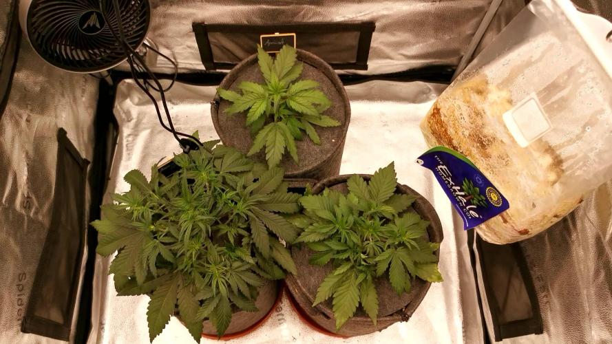 Apricot Automatic from 420 Fast Buds