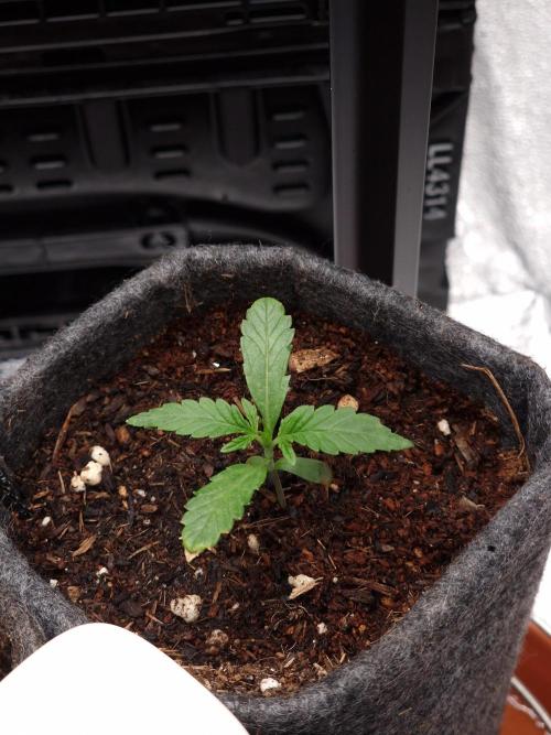 Jelly Donutz - Humboldt Seed Company. Week 2