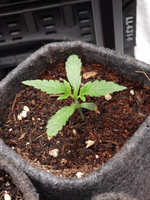 Jelly Donutz - Humboldt Seed Company. Week 2