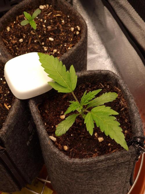 Jelly Donutz - Humboldt Seed Company. Week 2