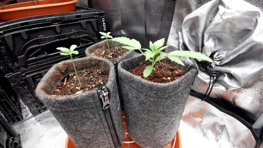 Jelly Donutz - Humboldt Seed Company