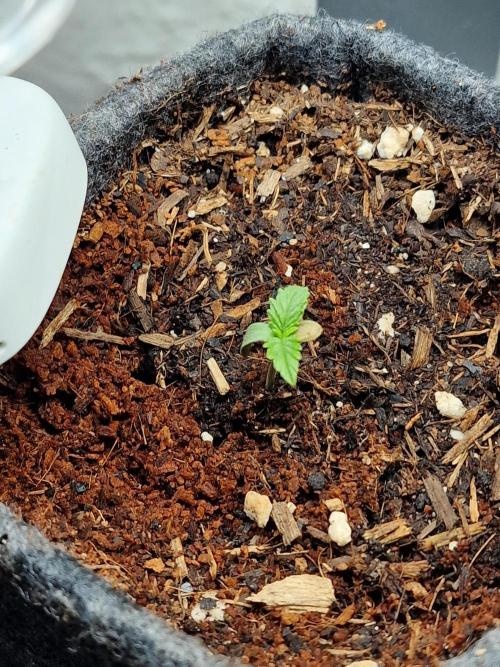 Chicken n’ Wafflez by Humboldt (HSC). Week 0