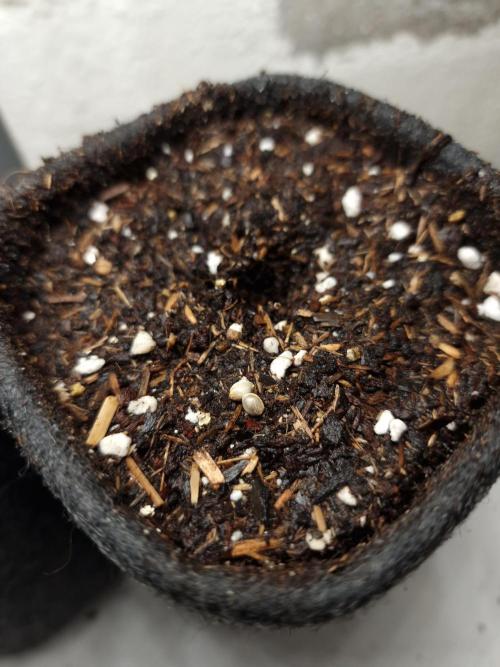 Chicken n’ Wafflez by Humboldt (HSC). Week 0