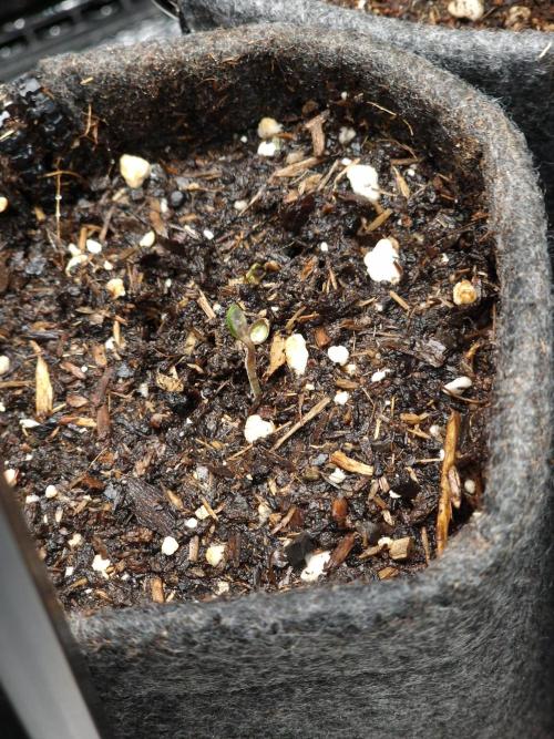 Chicken n’ Wafflez by Humboldt (HSC). Week 0