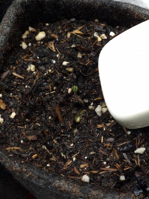 Chicken n’ Wafflez by Humboldt (HSC). Week 0