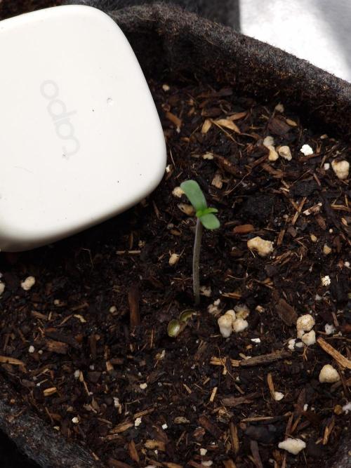 Chicken n’ Wafflez by Humboldt (HSC). Week 0