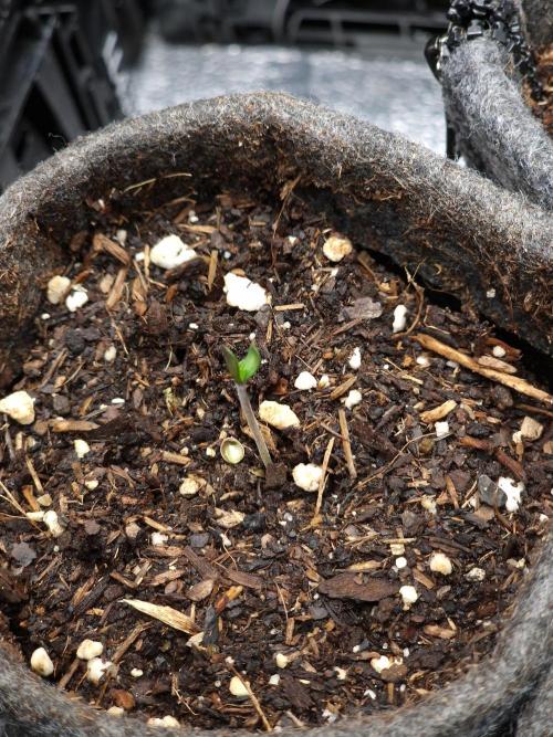 Chicken n’ Wafflez by Humboldt (HSC). Week 0