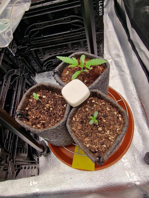 Chicken n’ Wafflez by Humboldt (HSC). Week 1