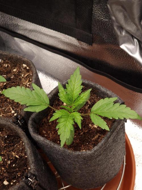 Jelly Donutz - Humboldt Seed Company. Week 3