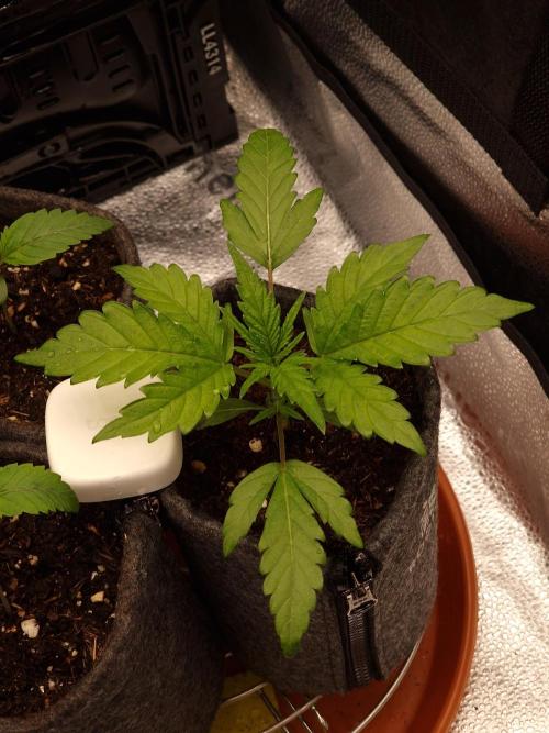 Jelly Donutz - Humboldt Seed Company. Week 3