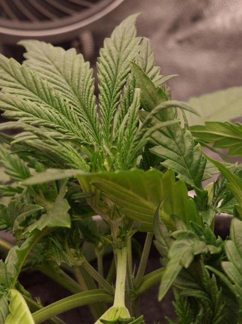 Amnesia Skittelz Fast Buds. Week 4