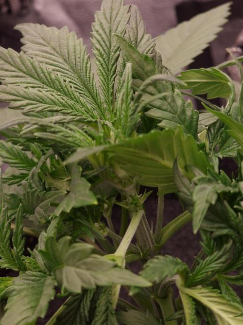 Amnesia Skittelz Fast Buds. Week 4