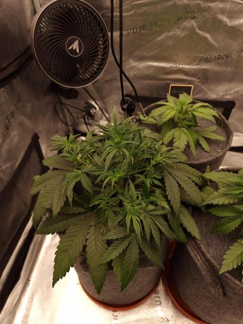 Amnesia Skittelz Fast Buds. Week 4