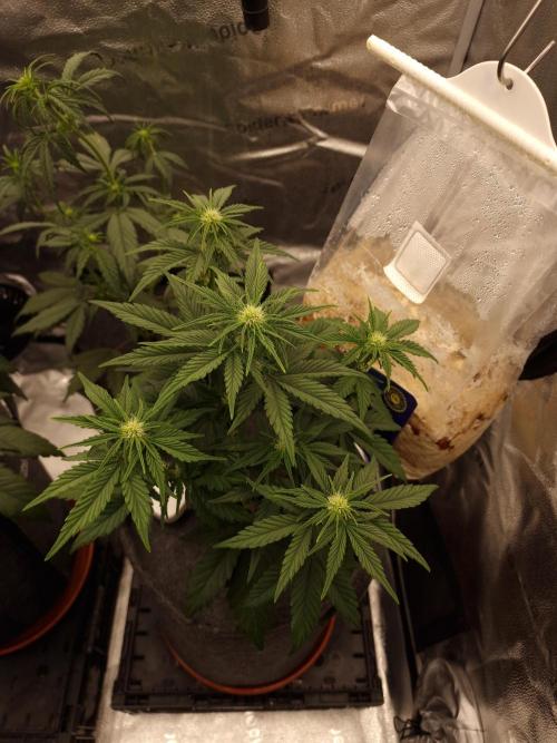 Apricot Automatic from 420 Fast Buds. Week 4