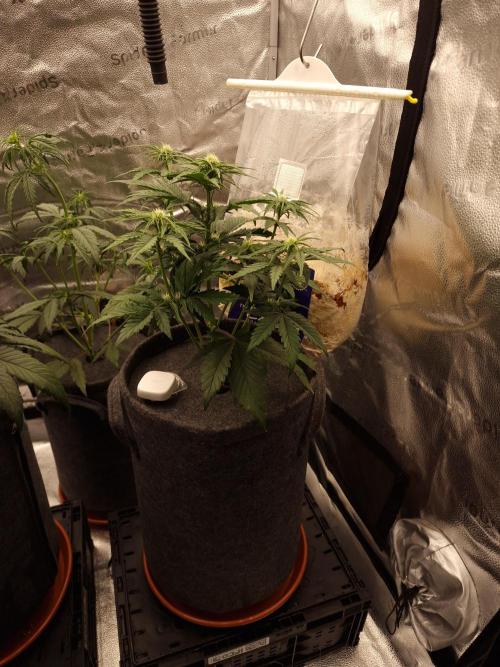 Apricot Automatic from 420 Fast Buds. Week 4