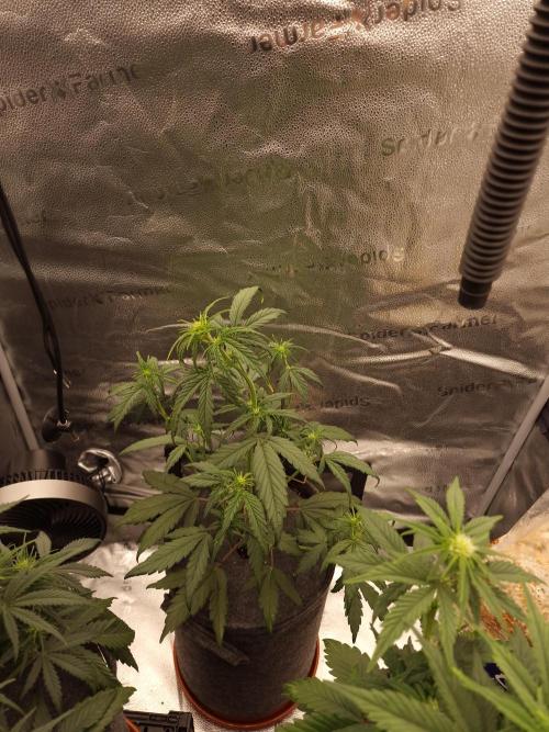 Apricot Automatic from 420 Fast Buds. Week 4