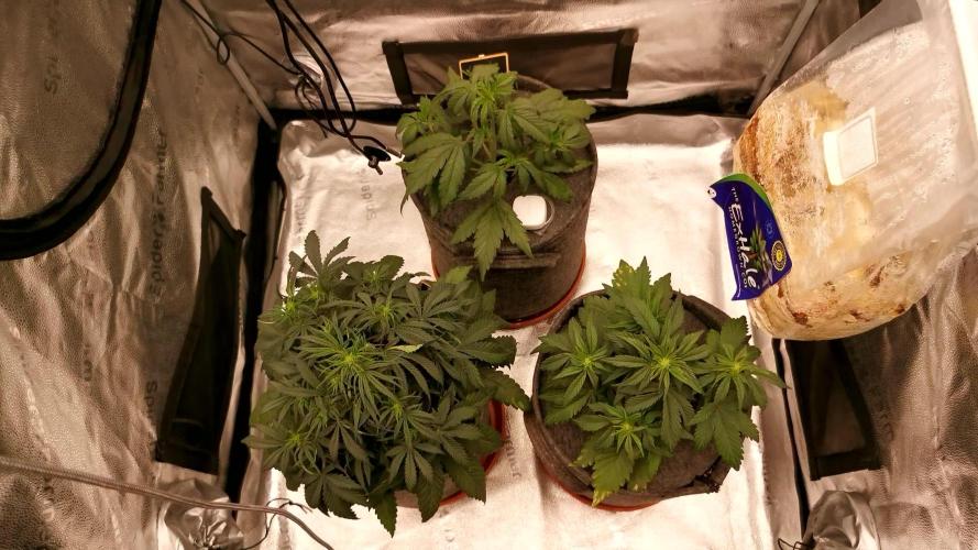 Apricot Automatic from 420 Fast Buds