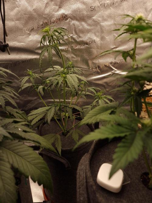 Apricot Automatic from 420 Fast Buds. Week 5