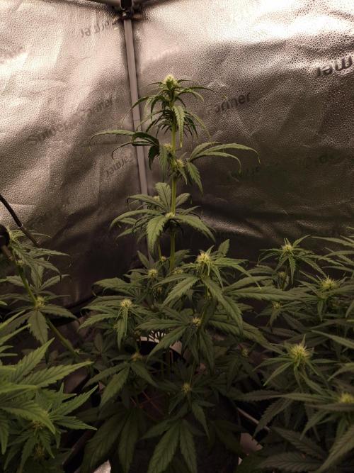 Apricot Automatic from 420 Fast Buds. Week 5