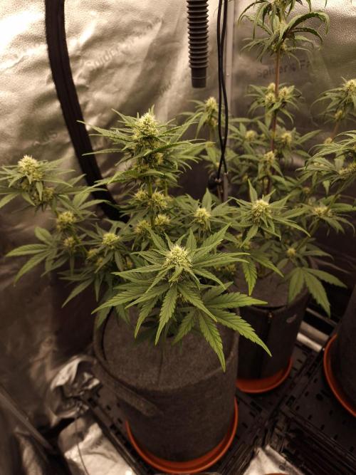 Apricot Automatic from 420 Fast Buds. Week 5