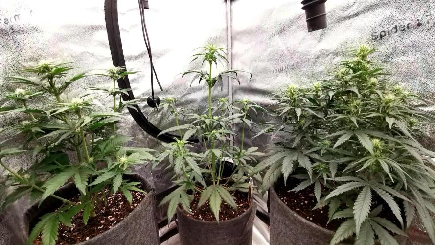 Apricot Automatic from 420 Fast Buds