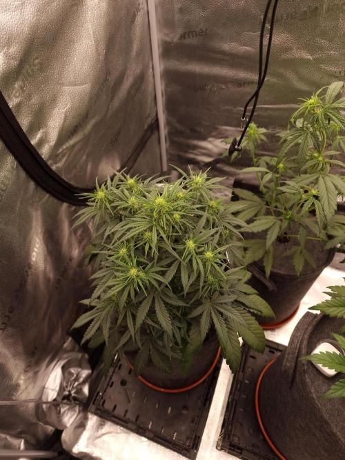 Amnesia Skittelz Fast Buds. Week 5