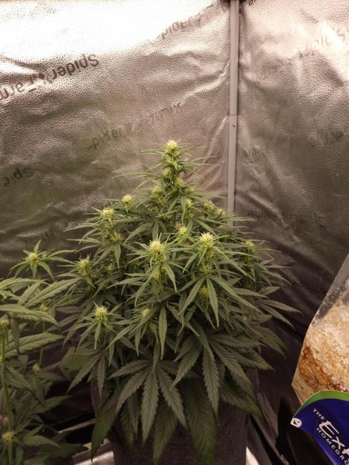 Amnesia Skittelz Fast Buds. Week 5