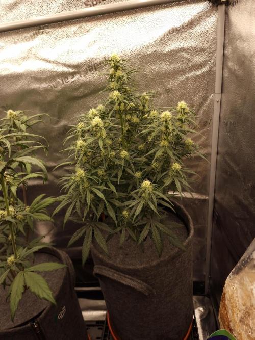 Amnesia Skittelz Fast Buds. Week 5
