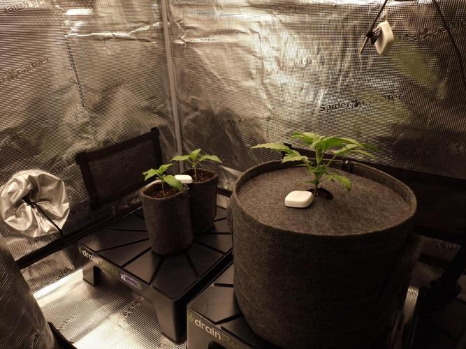 Jelly Donutz - Humboldt Seed Company. Week 4