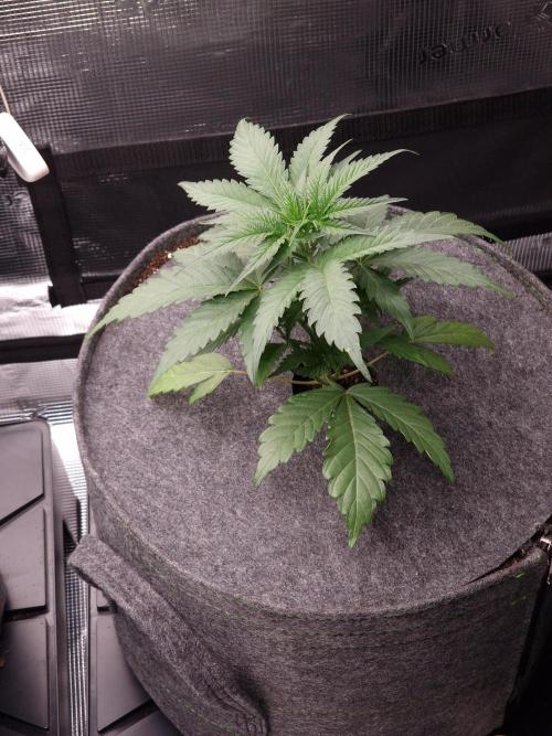 Jelly Donutz - Humboldt Seed Company. Week 4