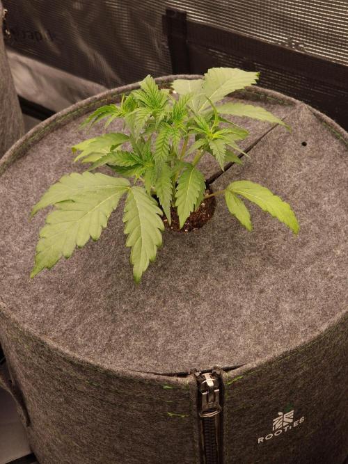 Jelly Donutz - Humboldt Seed Company. Week 4