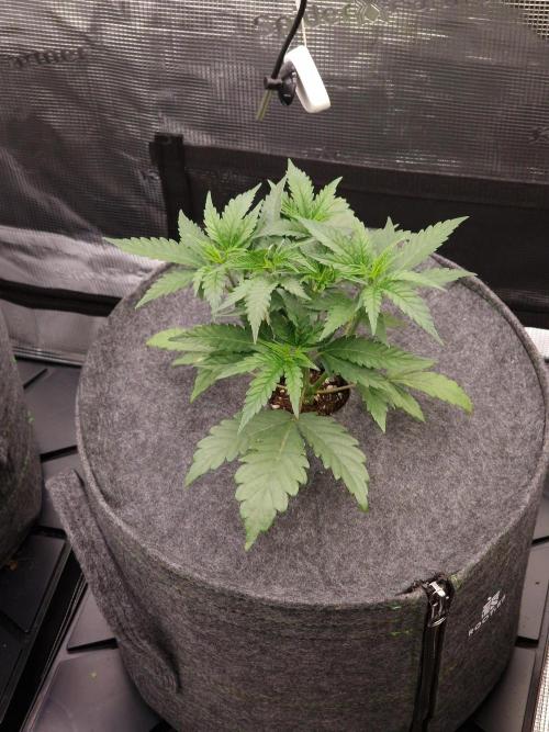 Jelly Donutz - Humboldt Seed Company. Week 4