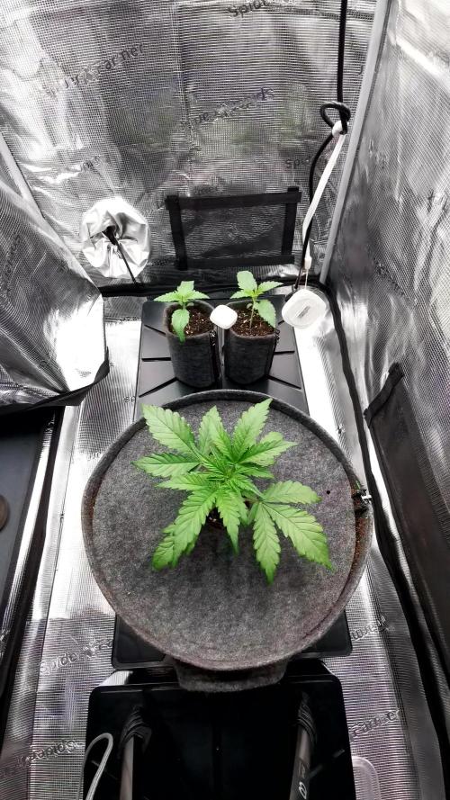 Jelly Donutz - Humboldt Seed Company