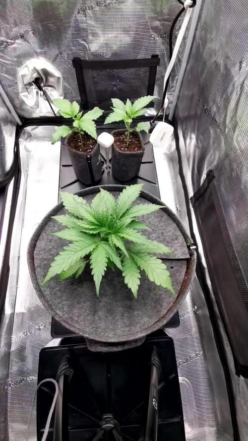 Chicken n’ Wafflez by Humboldt (HSC)