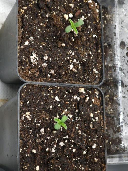 California Octane by HSC. Week 0